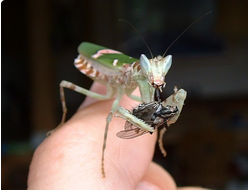 Индийский цветочный богомол (Creobroter pictipennis)