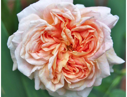 Роза кустовая (шраб) Alchymist (Alchemist, Alchimiste, Alchymiste, The Alchymist), C5