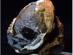 Керченит и силомелан в полости морской ракушки. 61*57*26мм