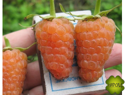 МАЛИНА "ОРАНЖЕВОЕ ЧУДО" (ремонтантная, ДЕСЕРТНОГО ВКУСА) (саженец 2 года)