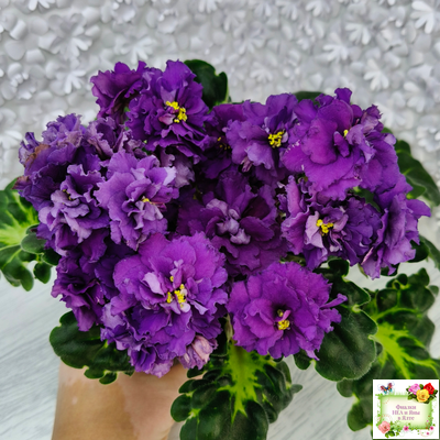 ЛФ-Лилия (Л. Федосеева) 2019 г.