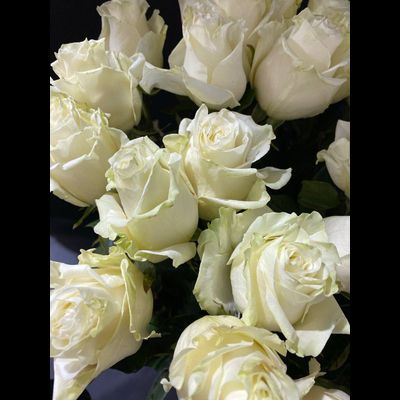 Роза Эквадор белая Мондиаль 60 см. 25 шт