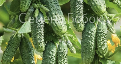 Огурец Герман F1, 5 шт