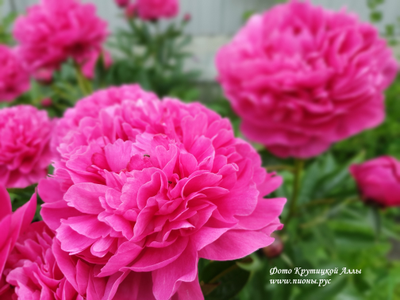 Пион Канзас (Kansas)