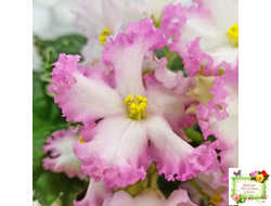 Nik-Обыкновенная Богиня (Н. Булко) 2023 г.