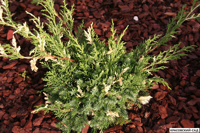 Можжевельник Кайзука Вариегата - Kaizuka Variegata