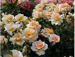 Телетон Анжи (Telethon ), Delbard