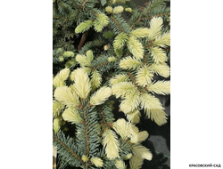 Ель колючая Биалобок - фото хвои - красовский-сад.рф