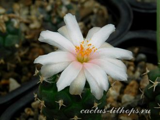 Turbinicarpus lophophoroides RS 622 (Чехия)  - 5 семян