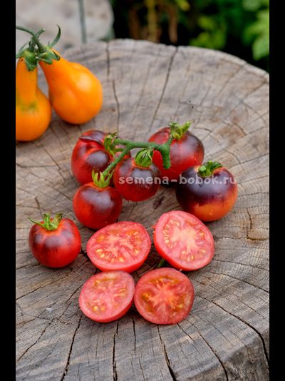 Томат Гондвана Тени, 10 шт