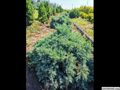 Можжевельник Блю Стар - Blue Star