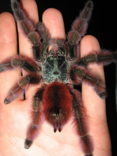Avicularia versicolor
