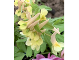 Corydalis bracteata “Грин Перл”