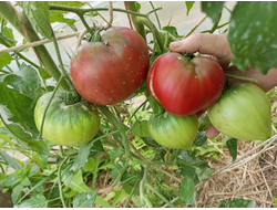 Томат Трюфельное сердце