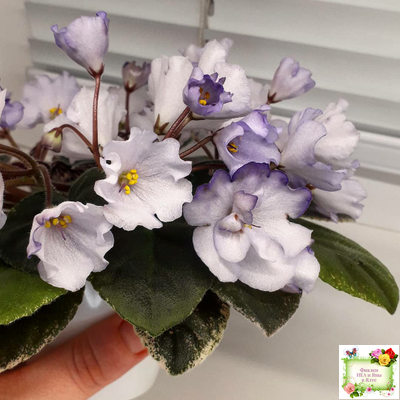 Rob's Pewter Bells (R. Robinson) 07/06/1992