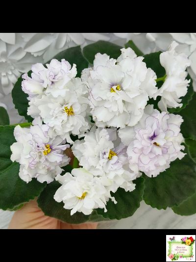 РМ-Прекрасный Жемчуг (Н. Скорнякова) 2022 г.