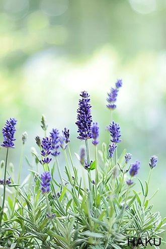 ETHYL LINALOOL, 5 мл