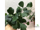 Ficus Triangularis / фикус треугольный