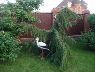 Можжевельник обыкновенный Хорстманн (Juniperus communis Horstmann)