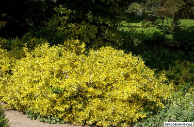 Бересклет Конадейл Голд - Canadale Gold