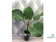 Ficus Vasta / фикус Васта
