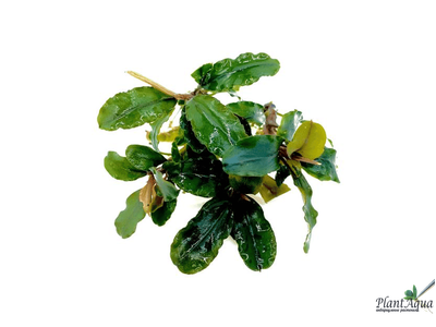 Bucephalandra green wavy