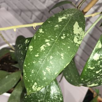 Hoya Acuta yellow flowers and thick-splash leaves