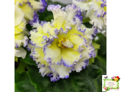 ЛЕ-Золото Нибелунгов (Е. Лебецкая) 2017 г.