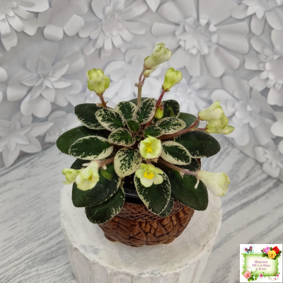 Н-Капелька (Н. Бердникова)