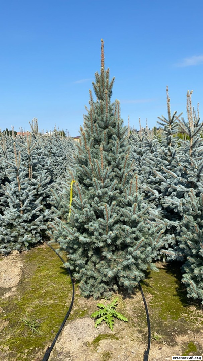 Ель Изели Фастигиата - Iseli Fastigiate