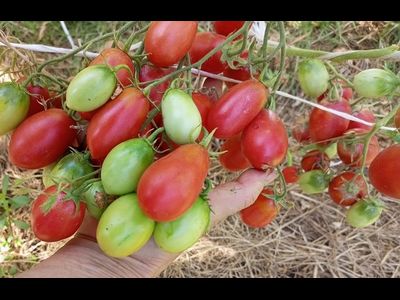 Томат Чио-чио-сан