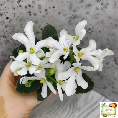 Lunar Lily white (Лунэ Лили уайт) (селекционер неизвестен)