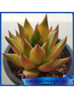 Echeveria agavoides ‘Ebony’