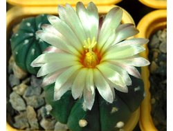 Astrophytum ASNUD cv.Kitsukow - 5 семян