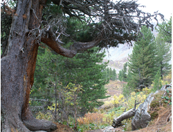 Купить греющую картину с фото старое дерево