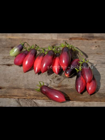 Томат Сливка-Гурман