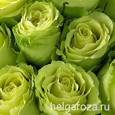 Бело зеленые розы