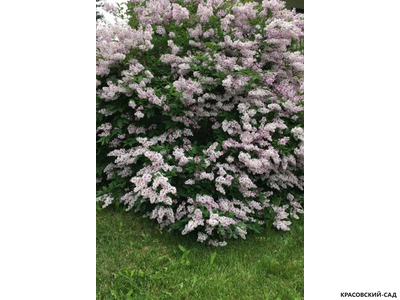 Сирень отклоненная Miss Kim - фото крупным планом - красовский-сад.рф