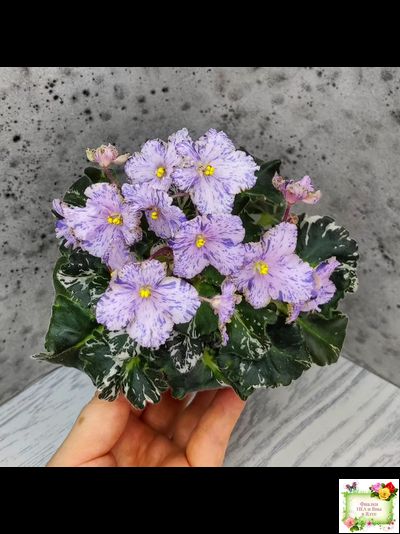 Н-Чехарда (Н. Бердникова) 2020 г. (пестролистный гёрл)