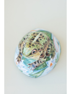 Лягушка на камушке