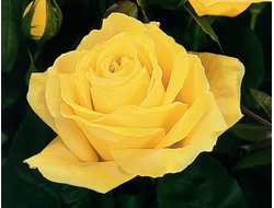 Дуфтголд, Ч/Г, Tantau