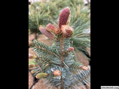 Ель сербская Ротер Аустреб