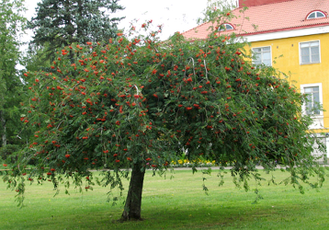 Рябина обыкновенная Пендула штамб C10,180-200