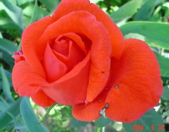 Лав стори, Ч/Г, Mathias Tantau