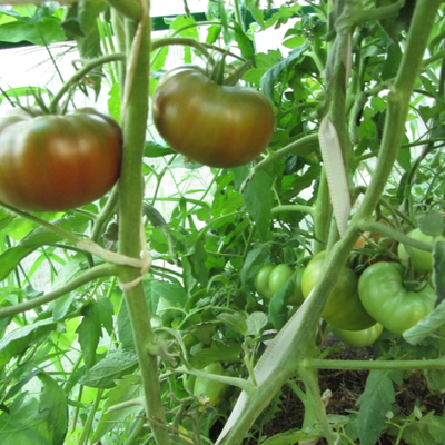 Томат Циндао