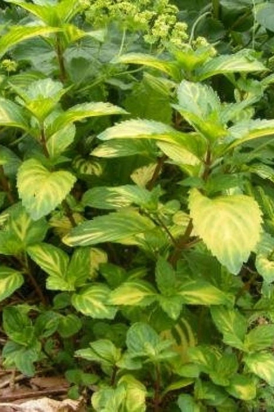 Мята Джинджер Минт