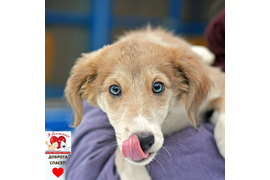 31.03.22 МЫ ПЕРЕДАЛИ НАШИ С ВАМИ ПОДАРКИ ПОДОПЕЧНЫМ КУРАТОРА ЮЛИИ ПИЛЬЩИКОВОЙ (ПРИЮТ ХВОСТИКИ). ЗА ПЕРИОД С 01.12.21 ПО 31.03.22 СУММА ПО БЛАГОТВОРИТЕЛЬНЫМ КУПОНАМ СОСТАВИЛА 11270 РУБ. ВСЕМ, КТО ПРИНИМАЕТ УЧАСТИЕ В АКЦИИ, БОЛЬШОЕ СПАСИБО!