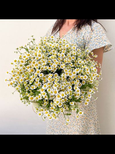 25 кустовых ромашек