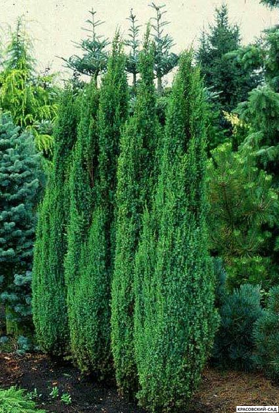 Можжевельник обыкновенный Арнольд