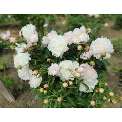 Пион Солвейг (Solvejg)